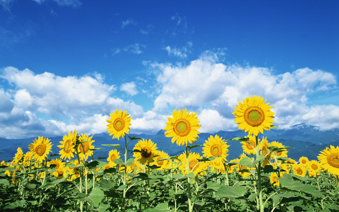 1440x900_Blue_Sky_Flowers_HM051_350A.jpg